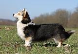 CORGI PEMBROKE 519